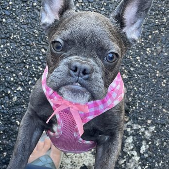 Preppy Pet - so stinking cute - Pet Sitting Near Me - Leesburg, Florida Preppy Pet - so stinking cute - Pet Sitting Near Me - Leesburg, Florida