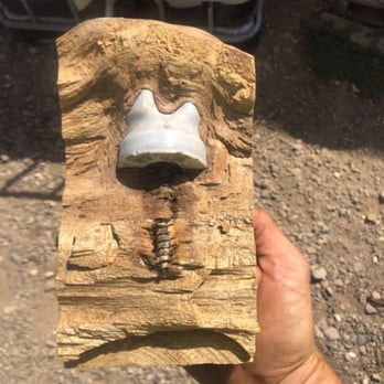 Hunski Hardwoods - This sycamore tree completely engulfed that insulator and we happened to find it. Life of an urban logger! Love our job! - Tree Services Near Me