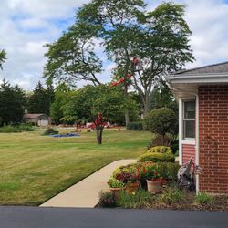 Philip's Tree & Stump Removal - Our 3 large locust bean trees.