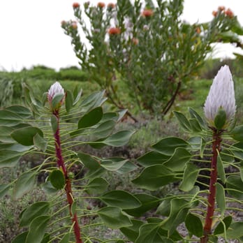 Ali'i Kula Lavender - Tours Near Me - Kula, Hawaii