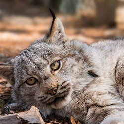 DEW Haven - DEW Haven | Maine Zoo & Rescue: Canada Lynx