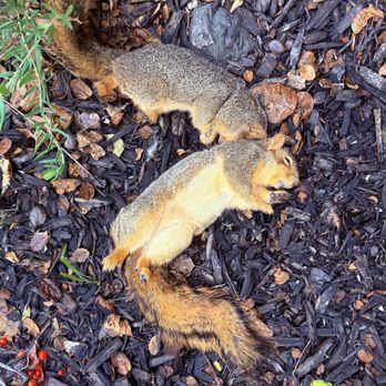 Gopher Joe - Squirrel - Wildlife Control Near Me Gopher Joe - Squirrel - Wildlife Control Near Me