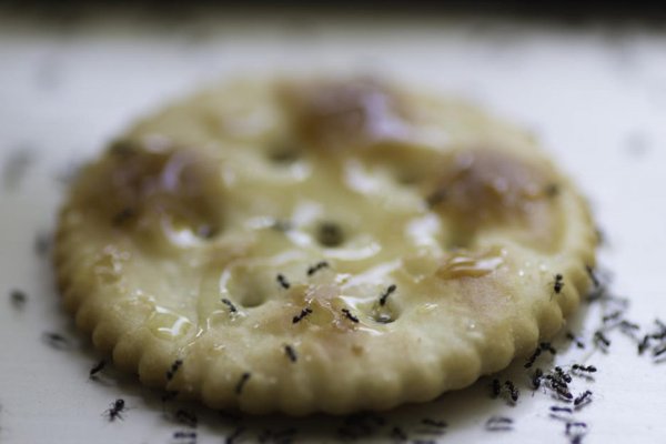 Expert Exterminating