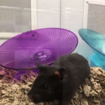 Petco - Pet Training Near Me - Murrieta, California Petco - Pet Training Near Me - Murrieta, California