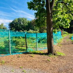 Indian Orchards - Indian Orchards -- pick your own blueberries