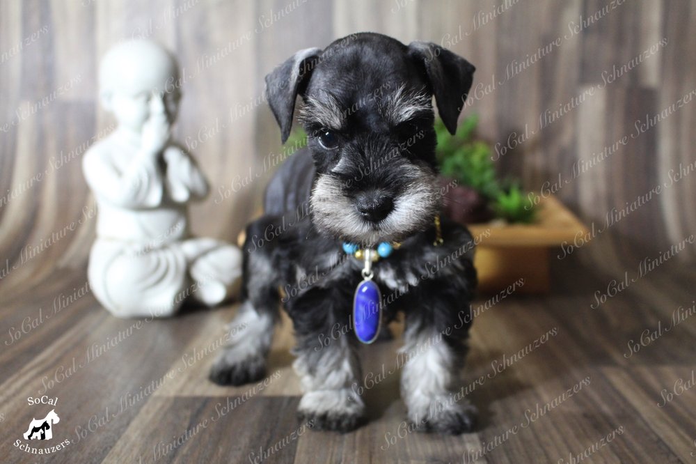socal miniature schnauzers