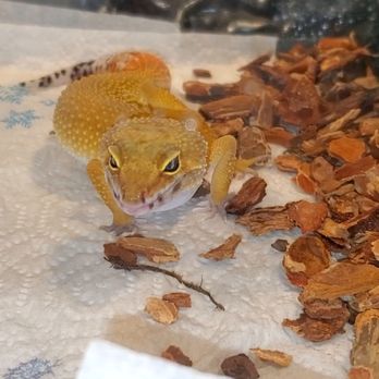 Beast Pets & Supplies - Creature 3 - Reptile Shops Near Me - Spring Valley, California Beast Pets & Supplies - Creature 3 - Reptile Shops Near Me - Spring Valley, California