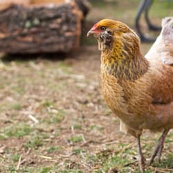 Haderlie Farms - I know I'm pretty.