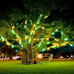 Griffing Park - Tree