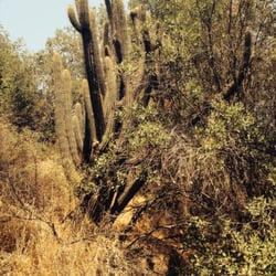 Bosque Panul - Cactus de más de dos metros y medio de altura.