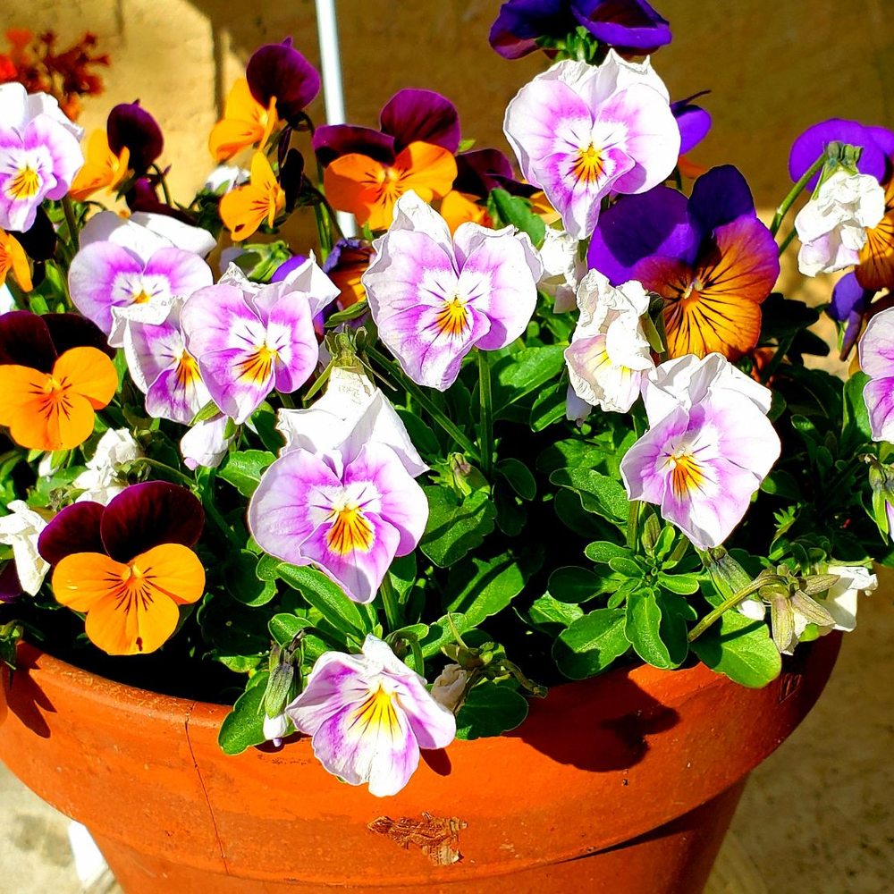 The Home Depot - These flowers are blooming nicely. - Nurseries & Gardening Near Me - San Leandro, California The Home Depot - These flowers are blooming nicely. - Nurseries & Gardening Near Me - San Leandro, California