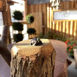 Cute little friend spotted near the hot tub