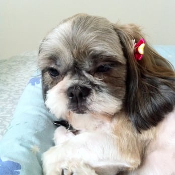 Puppy In Style - Pooped after being groomed hehe. - Pet Stores Near Me - Los Angeles, California