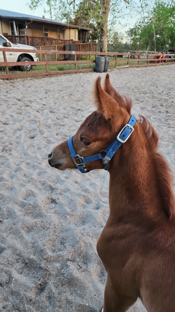 Sunday Best Farm - equestrian in New Smyrna Beach, FL