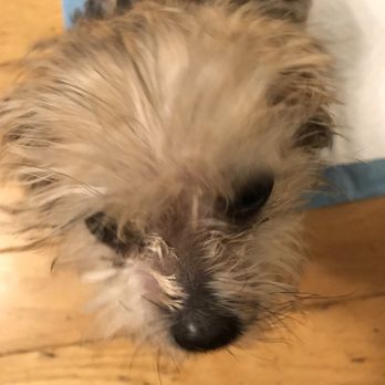 Puppy Town - 10 days later. Fur on her face and tail are gone. - Pet Breeders Near Me Puppy Town - 10 days later. Fur on her face and tail are gone. - Pet Breeders Near Me