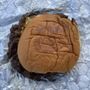 Photo of Burger Runn