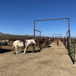 Pony Land AZ - Horse corral