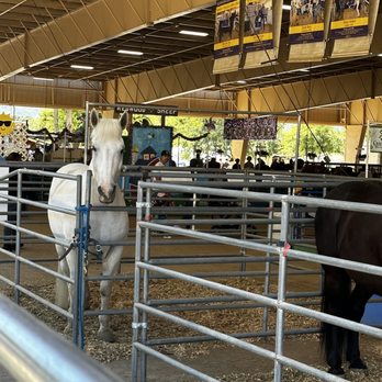 Alameda County Fair - Beautiful horses - Festivals Near Me - Pleasanton, California