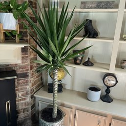 House plants for cheap House plants for cheap