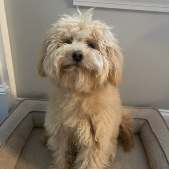 Pet Supplies Plus Bedford - Morning before grooming. - Pet Groomers Near Me - Bedford, New Hampshire