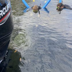 Snorkeling With Manatees