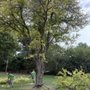 Photo of Deans Tree Service