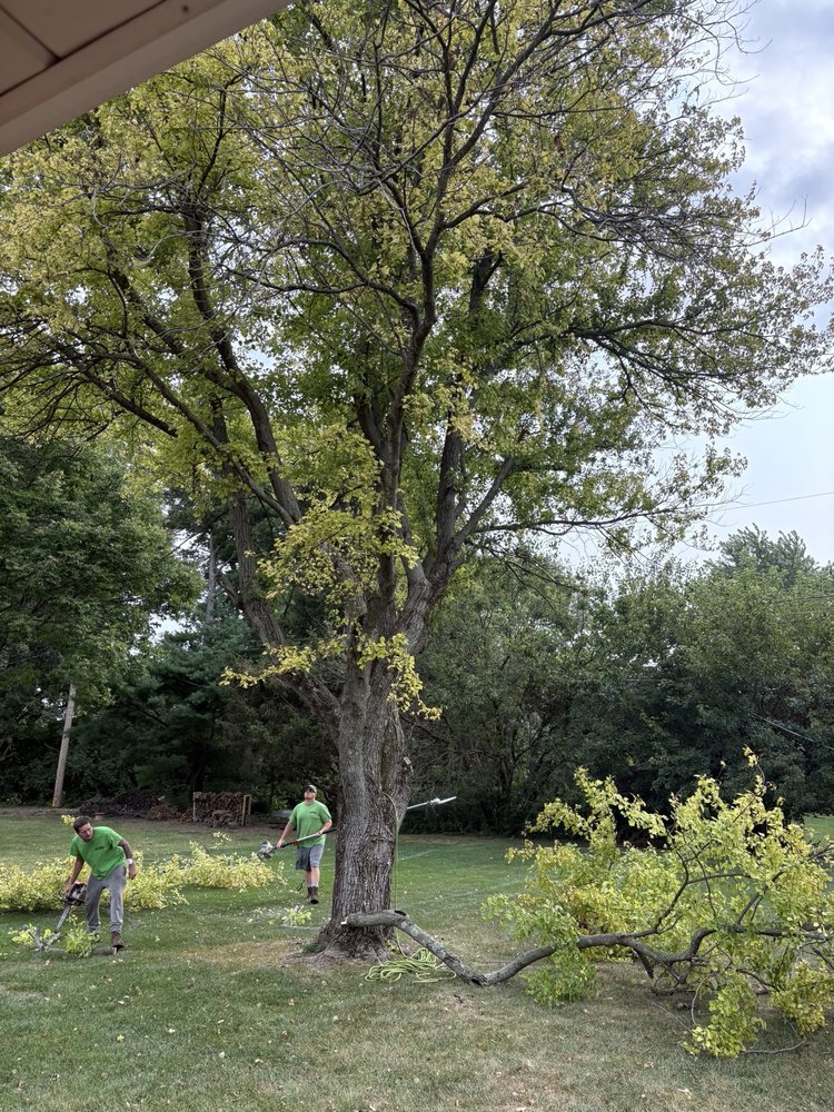DEANS TREE SERVICE - Updated June 2026 - 812 Cedar St, Springfield ...