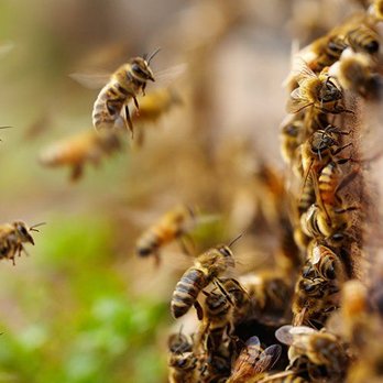 WEBBCON Wildlife Removal - Pest Control Near Me - Peachtree City, Georgia WEBBCON Wildlife Removal - Pest Control Near Me - Peachtree City, Georgia