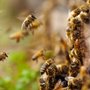 Photo of Webbcon Wildlife Removal