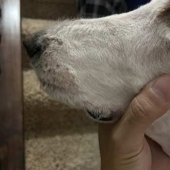 Pawsome Pets - Pet Groomers Near Me - Lewisville, Texas