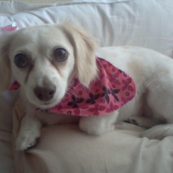 All About Paws Pet Spa - My little Bella after a grooming. Cute flowers and bandana! - Pet Groomers Near Me - Upland, California All About Paws Pet Spa - My little Bella after a grooming. Cute flowers and bandana! - Pet Groomers Near Me - Upland, California