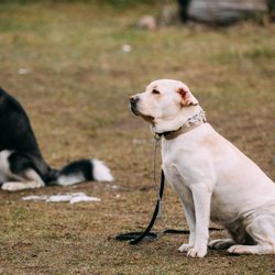 Dog Harmony - Dog Training Formby