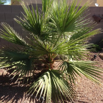 A'N'D Landscaping - Would you like to plant one of this most resistant and low maintenance tree for your yard ?... - Gardeners Near Me A'N'D Landscaping - Would you like to plant one of this most resistant and low maintenance tree for your yard ?... - Gardeners Near Me