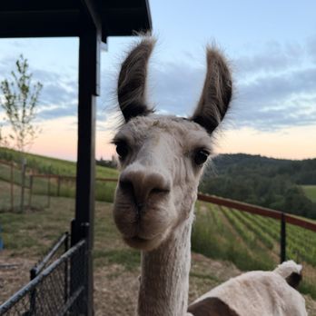 LucidWild Estate - Wineries Near Me - Dundee, Oregon
