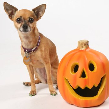 Four Paws @ Four Points - Veterinarians Near Me - Austin, Texas Four Paws @ Four Points - Veterinarians Near Me - Austin, Texas