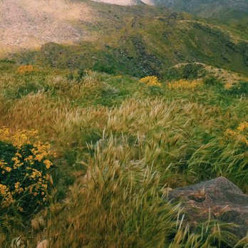 Smoke Tree Stables - Blooming & Beautiful - Horseback Riding Near Me - Palm Springs, California