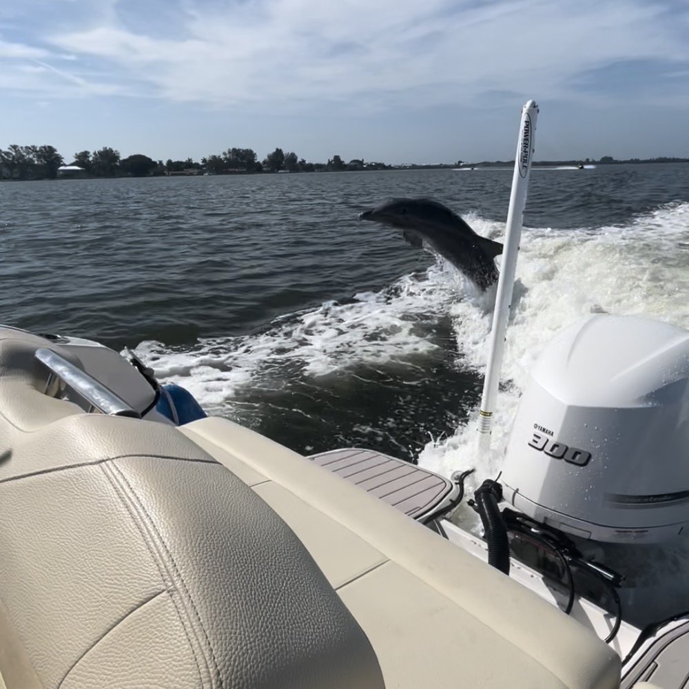 Dolphin tour