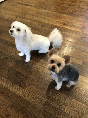 Furside East Atlanta Pet Grooming by null