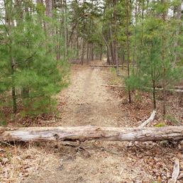Picture we took to show tree blocking the trail. Again, this is only one tree of more than 10 we encountered on our one mile walk. Picture we took to show tree blocking the trail. Again, this is only one tree of more than 10 we encountered on our one mile walk.