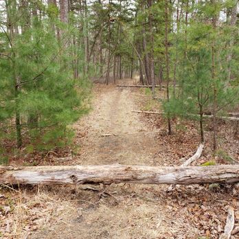 Brendan T Byrne State Forest - Picture we took to show tree blocking the trail. Again, this is only one tree of more than 10 we encountered on our one mile walk. - Parks Near Me - New Lisbon, New Jersey Brendan T Byrne State Forest - Picture we took to show tree blocking the trail. Again, this is only one tree of more than 10 we encountered on our one mile walk. - Parks Near Me - New Lisbon, New Jersey