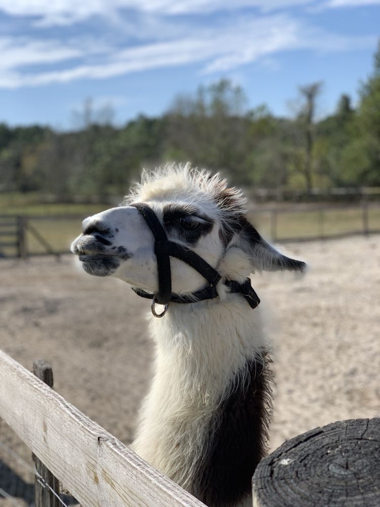 Petting Zoo Ocala, Ocala Roadtrippers