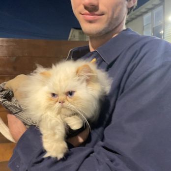 Kingsley Kittens - Pet Breeders Near Me