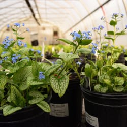 user provided Bennett's Greenhouse photo