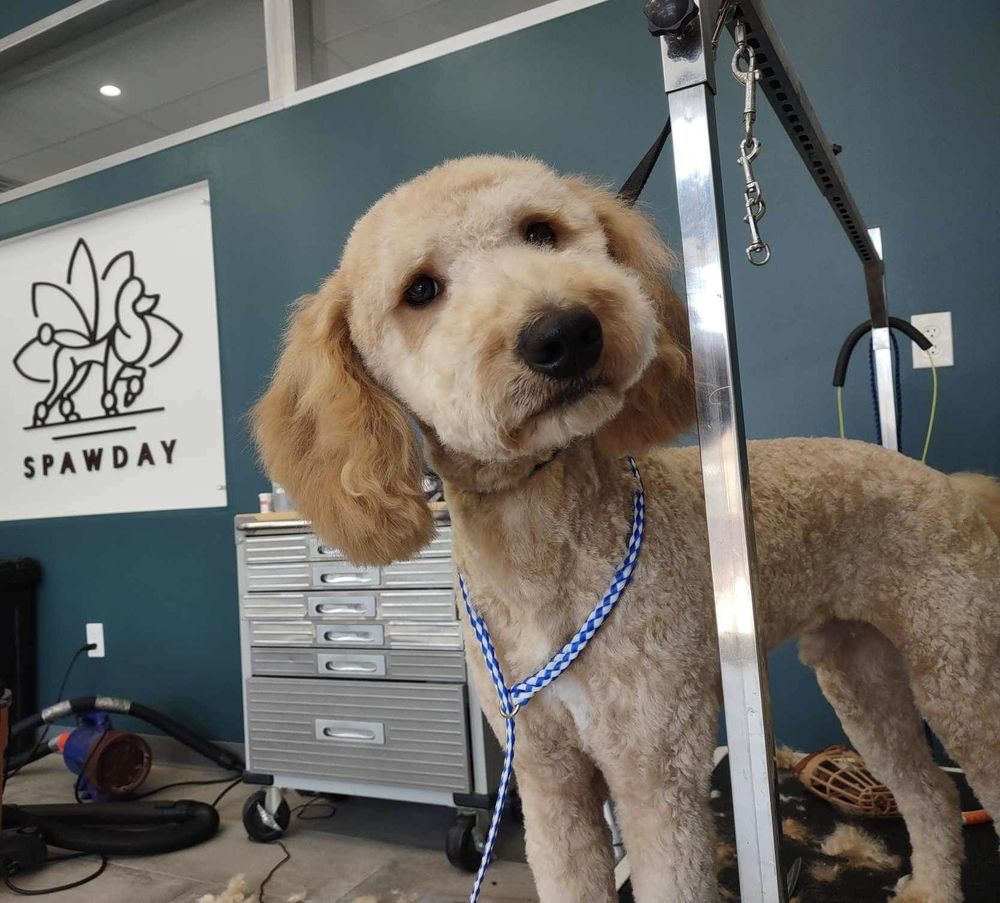 SPAW DAY Updated August 2024 18 Photos 8029 Metcalf Ave, Overland