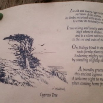 Bodega Harbor Inn - Short drive from Bodega Harbor Inn - - by the cliffs are trails and cypress trees.  One tree has a poem attached to it. - Hotels Near Me - Bodega Bay, California