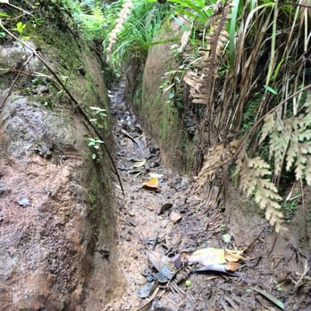Poamoho Ridge Trail - The trail narrows beyond the DLNR-maintained portion of the trail. - Hiking Near Me - Wahiawa, Hawaii Poamoho Ridge Trail - The trail narrows beyond the DLNR-maintained portion of the trail. - Hiking Near Me - Wahiawa, Hawaii