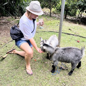 21 Degrees Estate - Happy yoga goats - Tours Near Me - Kaneohe, Hawaii 21 Degrees Estate - Happy yoga goats - Tours Near Me - Kaneohe, Hawaii
