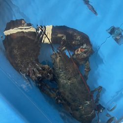 Capt. Kat's Lobster Shack - Biggest dang lobster I've ever seen.
