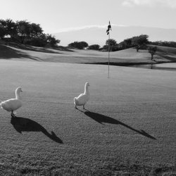 The Dunes At Maui Lani Golf Course - Residents of the 5th Hole.