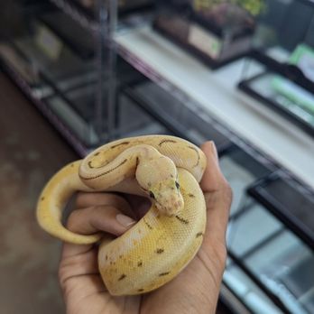 Painted Reptile - Ball python with spider Riley rescued - Reptile Shops Near Me - Tarzana, California